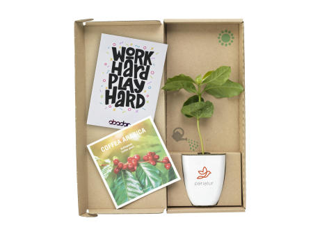 Treemore Briefkastenbäume Kaffeebaum Werbeartikel