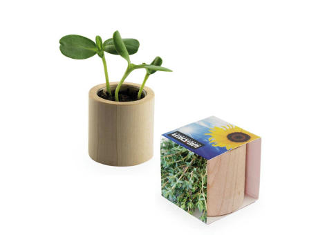 Pflanz-Holz rund mit Samen - Fichte Werbeartikel