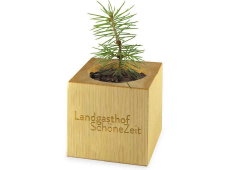 Product image Pflanz-Holz Xmas mit Fichtensamen - Fichte Werbeartikel