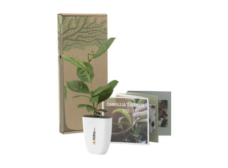 Treemore Briefkastenbäume Teepflanze Werbeartikel