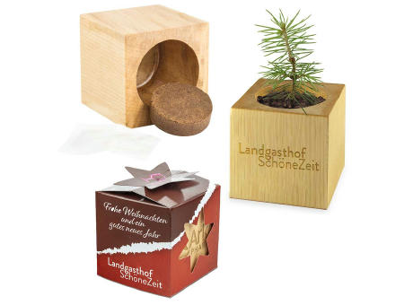 Pflanz-Holz Star-Box Xmas mit Fichtensamen - Fichte Werbeartikel