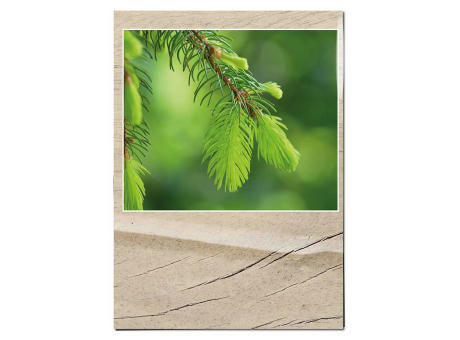 Samentütchen - Standardmotiv  - Fichte Werbeartikel