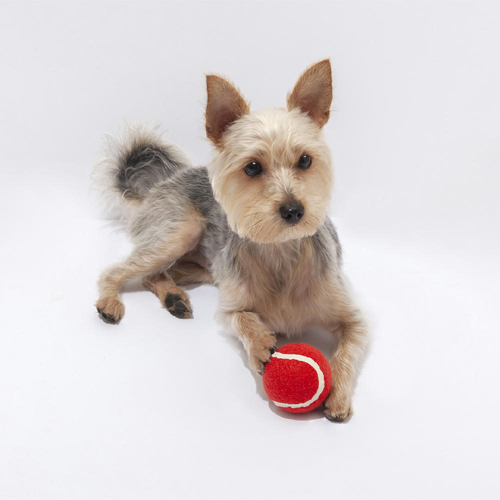 Product image Ball Niki Werbeartikel