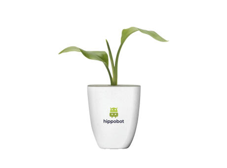 Treemore Briefkastenbäume Paradiesvogelpflanze Werbeartikel