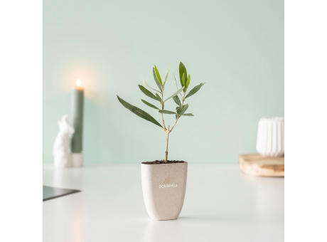 Treemore Briefkastenbäume Olivenbaum Werbeartikel