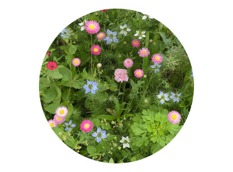 Saatgutbeutel getrocknete Blumen 4 Gramm Werbeartikel