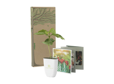 Treemore Briefkastenbäume Kaffeebaum Werbeartikel