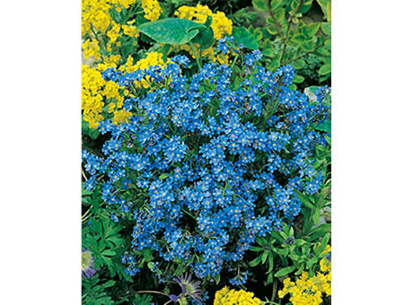 Samen-Briefchen - Vergissmeinnicht Werbeartikel