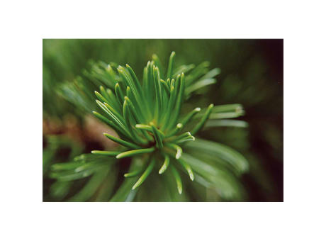 Pflanz-Holz Maxi Star-Box Xmas mit Fichtensamen - Fichte Werbeartikel