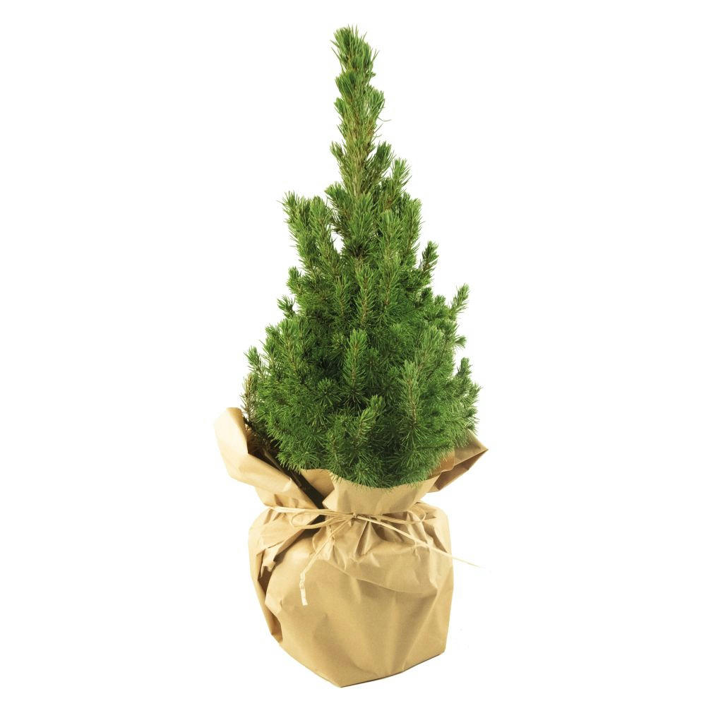 Product image Natur-Bäumchen 35-45 cm Werbeartikel