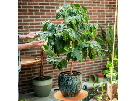 Treemore Briefkastenbäume Kaffeebaum Werbeartikel