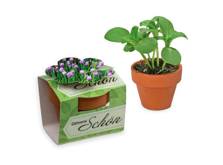 Product image Tontöpfchen-Blume mit Samen - Petersilie Werbeartikel