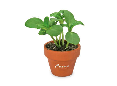 Logo-Töpfchen Überreichverpackung mit Samen - Ostern - Eierbaumsamen Werbeartikel