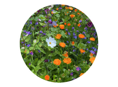 Tüte mit 4 Gramm Schnittblumensamen Werbeartikel