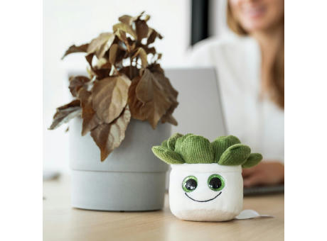 Schmoozies® Evergreenies® Sukkulente Werbeartikel
