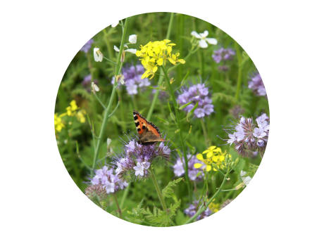 Tüte mit 4 Gramm Bienen- &amp; Schmetterlingsblüten Werbeartikel