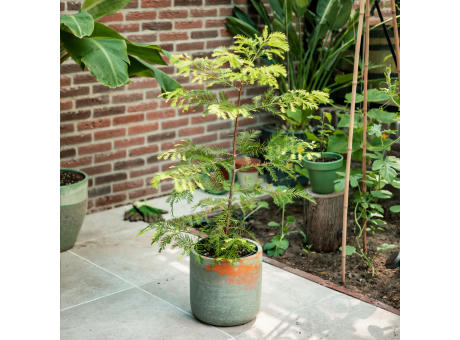 Treemore Briefkastenbäume Mammutbaum Werbeartikel