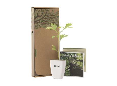 Treemore Briefkastenbäume Japanischer Nussbaum Werbeartikel