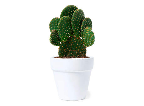 Blumentopf Konte Werbeartikel