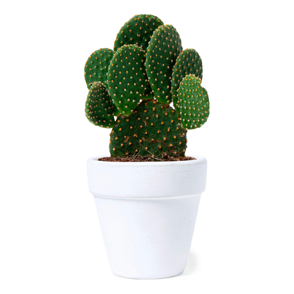 Product image Blumentopf Konte Werbeartikel