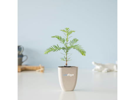 Treemore Briefkastenbäume Mammutbaum Werbeartikel