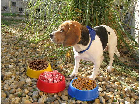 Hundenapf Puppy Werbeartikel