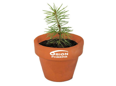 Logo-Töpfchen Überreichverpackung mit Samen - Fichte Werbeartikel