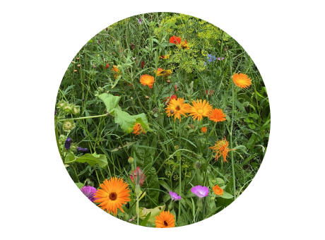 Tüte mit 4 Gramm Wildblumensamen Werbeartikel