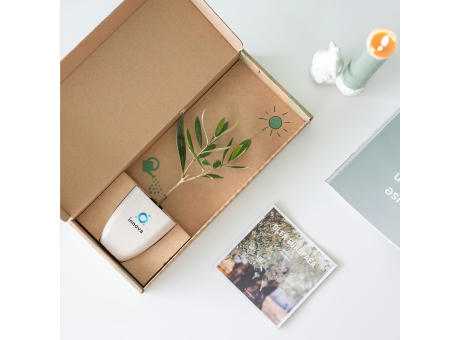 Treemore Briefkastenbäume Olivenbaum Werbeartikel