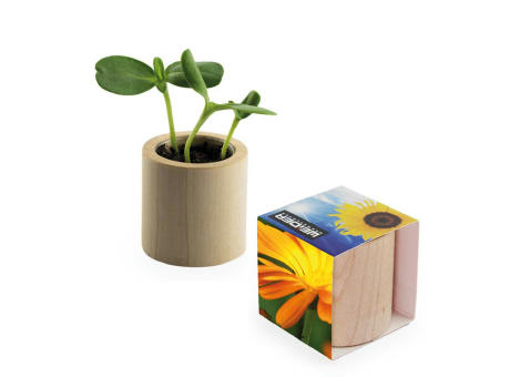 Pflanz-Holz rund mit Samen - Fichte Werbeartikel