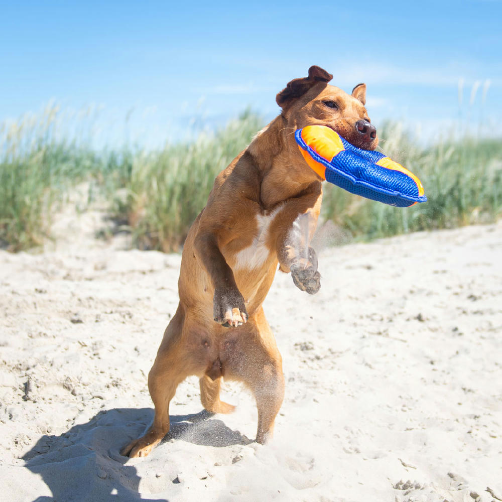 Hundespielzeug Flying Disc Werbeartikel