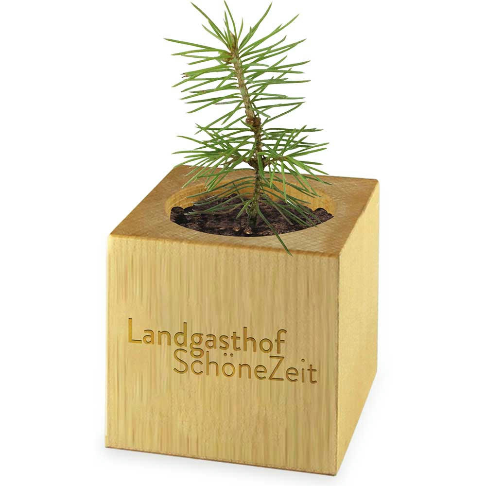 Pflanz-Holz Maxi Xmas mit Fichtensamen - Fichte Werbeartikel