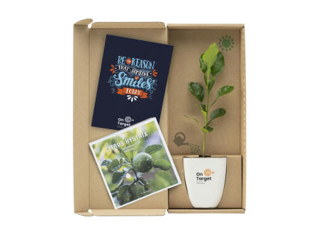 Treemore Briefkastenbäume Kaffernlimette Werbeartikel