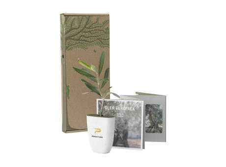 Treemore Briefkastenbäume Olivenbaum Werbeartikel