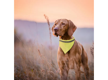 Halstuch Hundehalsband Bipols Werbeartikel