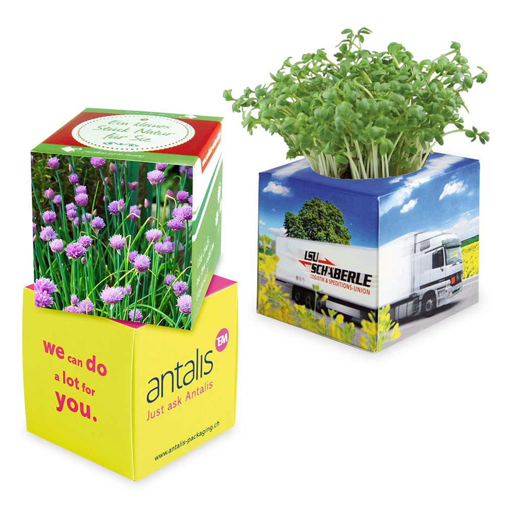 Pflanz-Würfel 2.0 mit Samen - Ostern - Eierbaumsamen Werbeartikel
