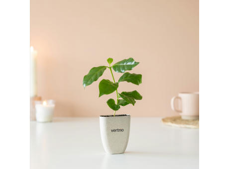 Treemore Briefkastenbäume Kaffeebaum Werbeartikel