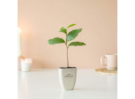 Treemore Briefkastenbäume Teepflanze Werbeartikel