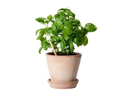 Basil