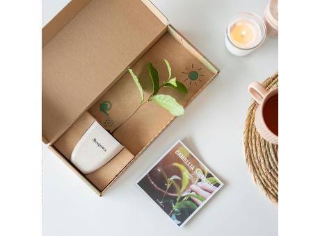 Treemore Briefkastenbäume Teepflanze Werbeartikel