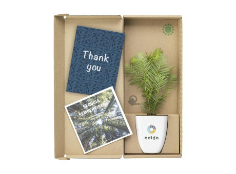 Treemore Briefkastenbäume Mammutbaum Werbeartikel