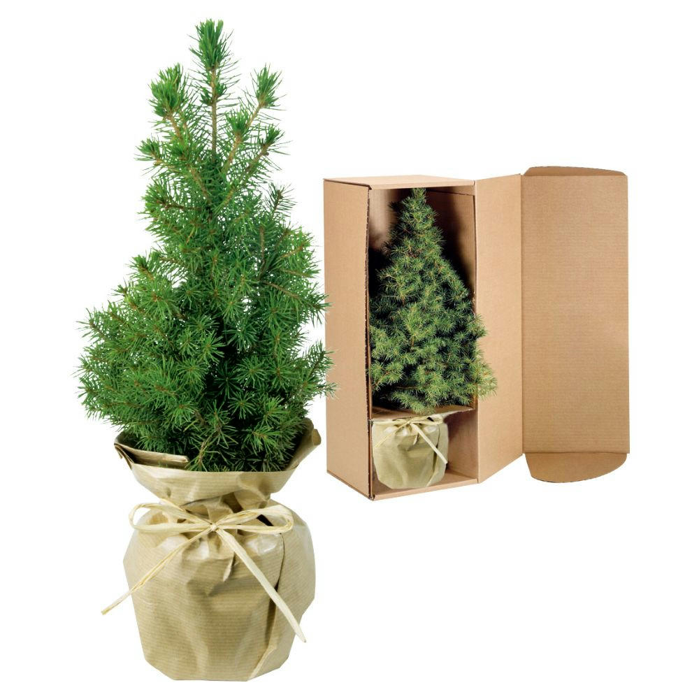Product image Natur-Bäumchen 20-30 cm Werbeartikel