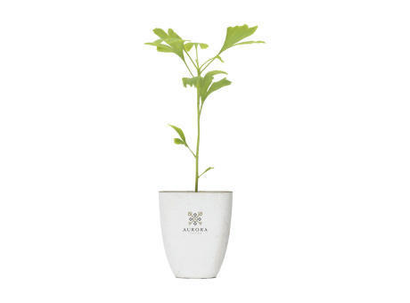 Treemore Briefkastenbäume Japanischer Nussbaum Werbeartikel